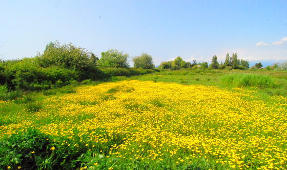 Buttercups at Terra Nova.JPG